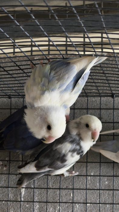 Agapornis roseicollis