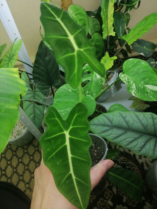 Алоказия много сортов. Набор