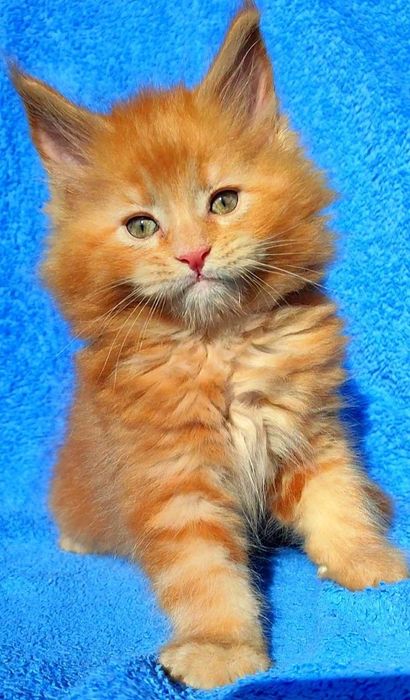 Котята мейнкуны кошечки и котики