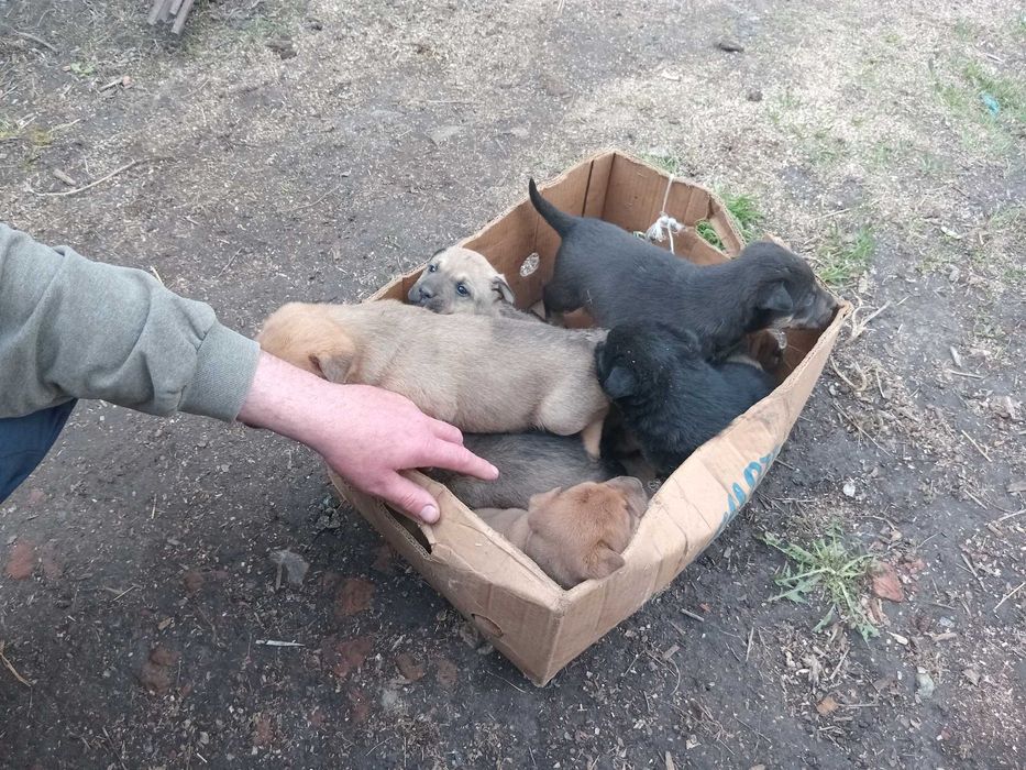 Щенки, помесь Боксера и Мастифа: 500 грн. - Собаки Ворожба на Olx