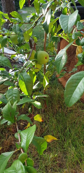 Pigwowiec 5 letni_ owocujący_ sadzonka