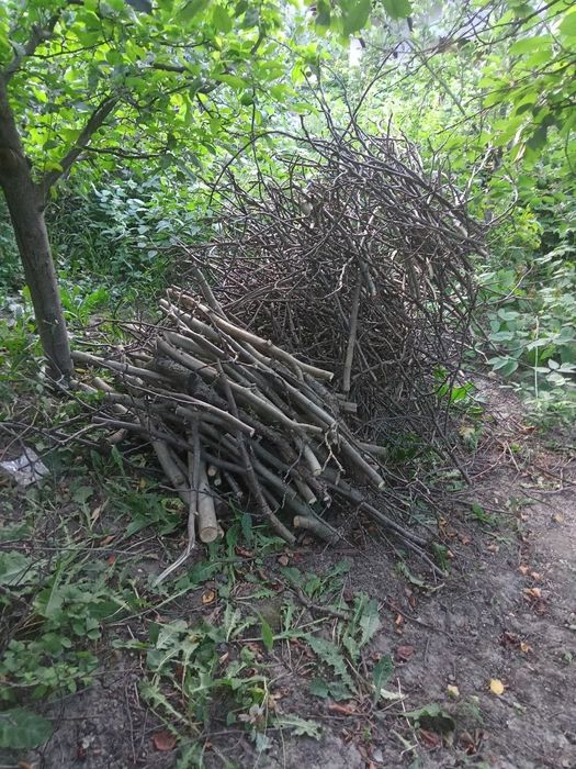 Даром віддам порізані дрова та гілки