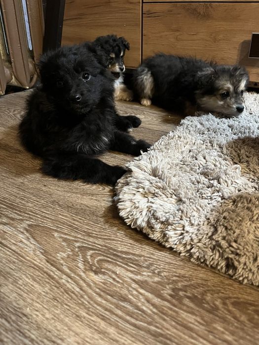 Віддам у добрі руки щенят, 1річні