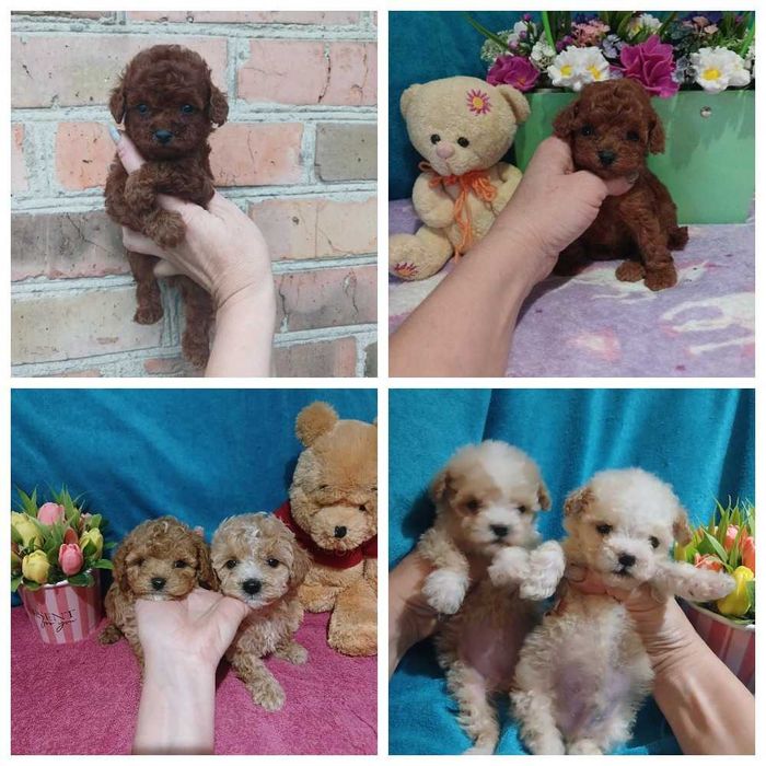 Ред Браун той пуделя. Мальтипу 5 цветов Доставка по миру.