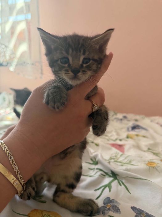 Kotki do oddania mieszance z Maine Coon