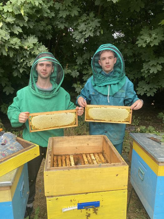 Сотовий мед з соняшника!