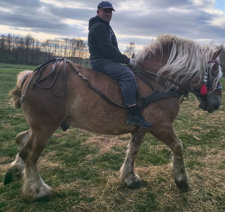 Ogier sokólski programowy