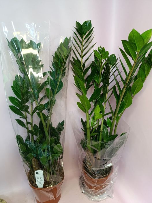 Заміокулькас,дифенбахія,лавр