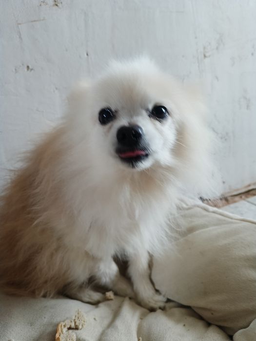 Безкоштовно померанський шпіц.