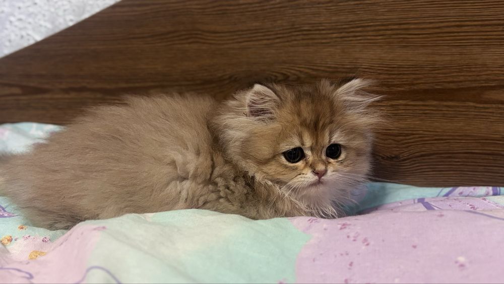 Чарівний котик хайленд