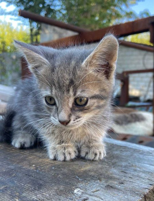 Котики трьох місячні