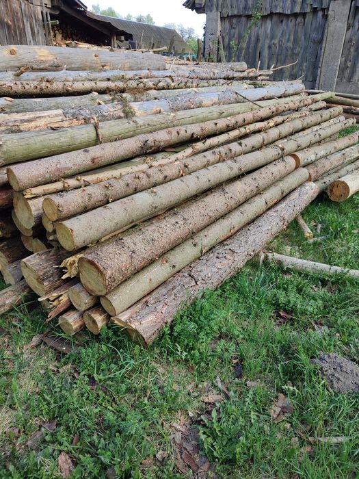 Sprzedam suche drzewo sosna i świerk