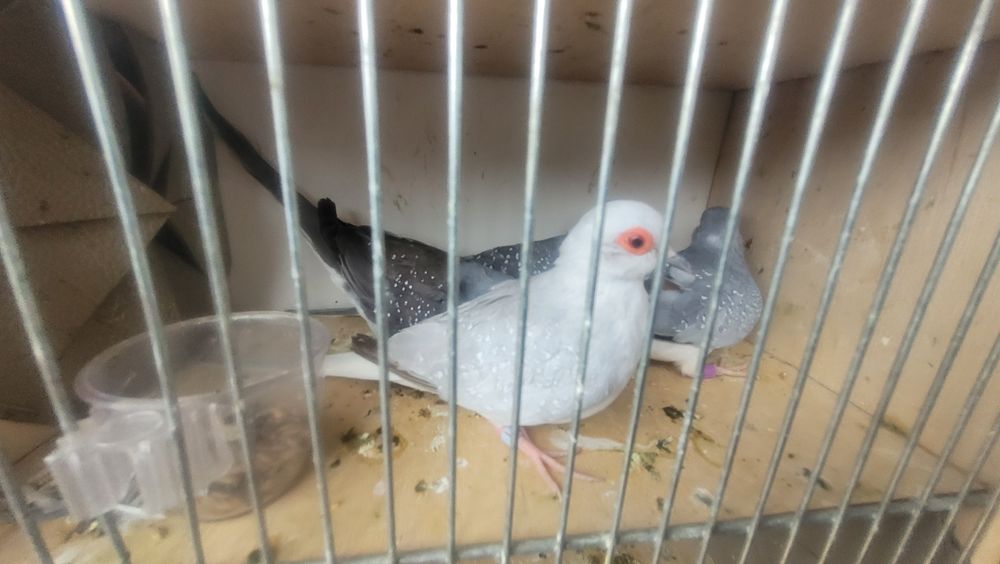 Gołąbki diamentowe