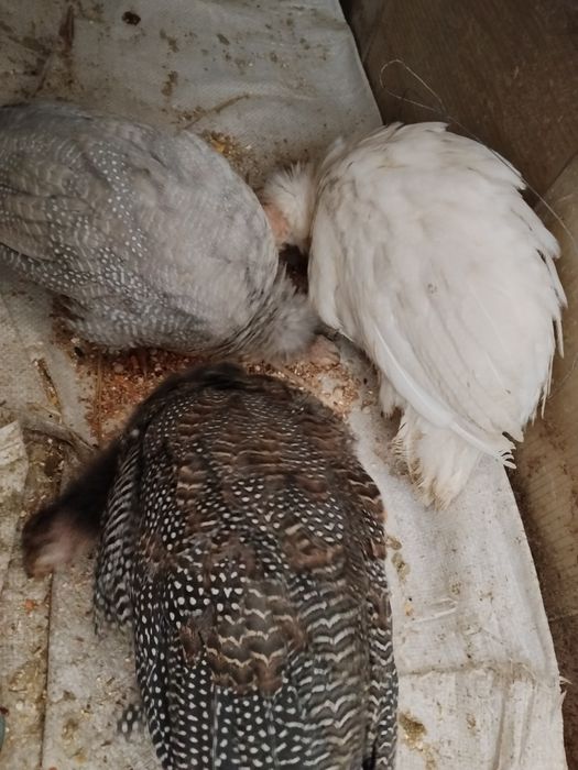 Продаются молодые цесарочки