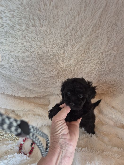 Poodle/Caniche Macho Toy Preto Criadora Registada PT3088FL