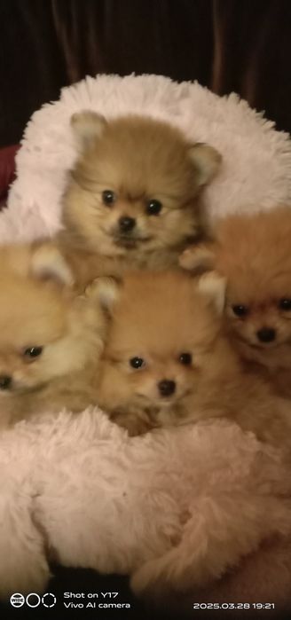 Померанський шпіц. Продаж