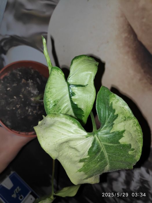 Syngonium 3 kings (Magic Marble)