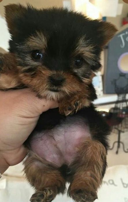 Yorkshire  terrier PREÇOS  SÓ  HOJE