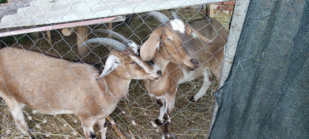 Продам нубійських кіз