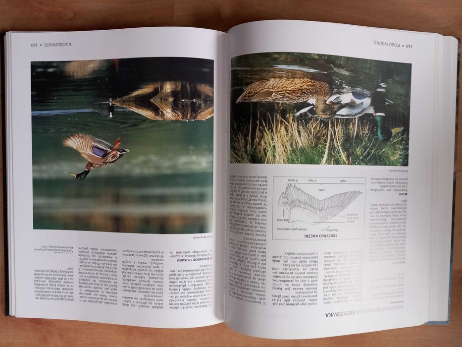 Encyklopedia Łowiectwo