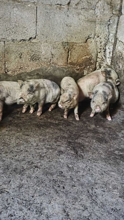 Leitões bebés para venda