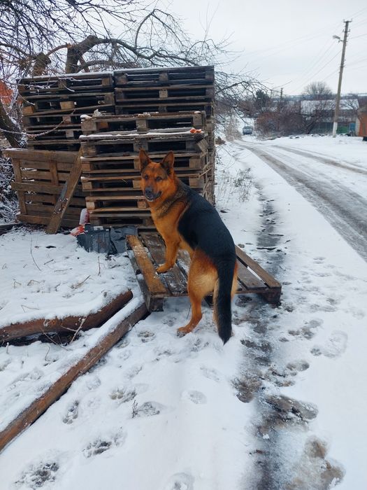 Вязка немец ищет девочку