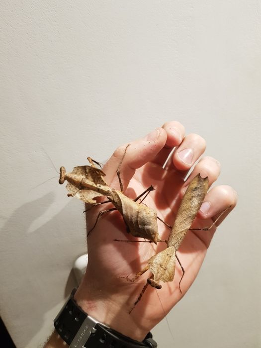 Modliszki, modliszka -Deroplatys desiccata L1/L2/L2