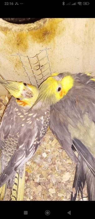 Pássaros com gaiola...
Agapórnis 
Caturas 
Personatas