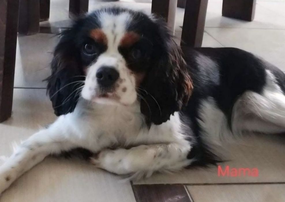 Cavalier King Charles Spaniel piesek 1
