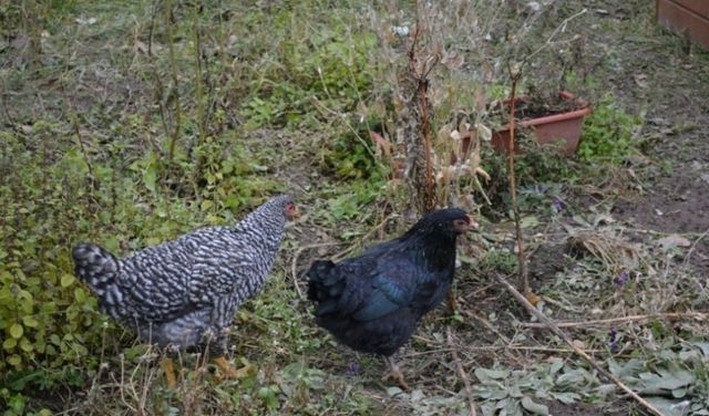 Кури 4,5 міс домінанти