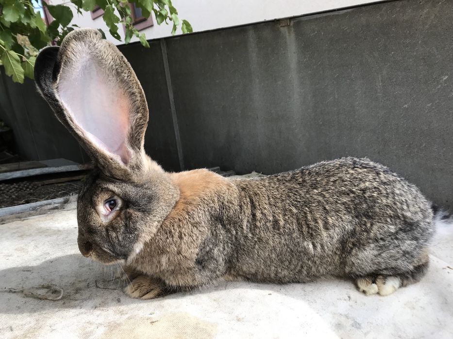 Кролики породи фландр.