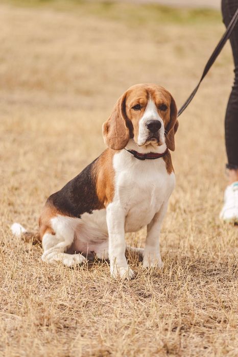 Бігль шукає наречену