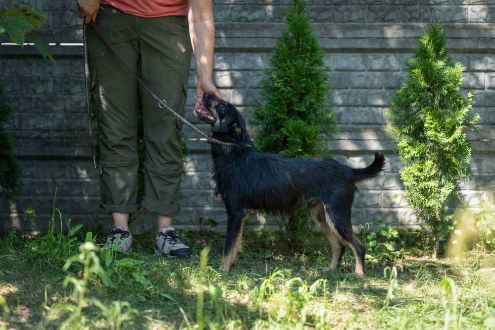 088925 Gaspar do adopcji