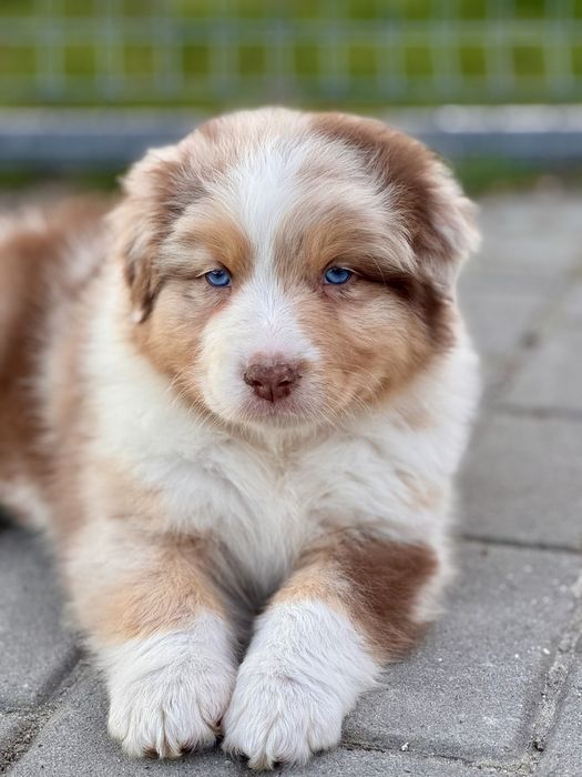 Owczarek australijski , Aussie , piesek