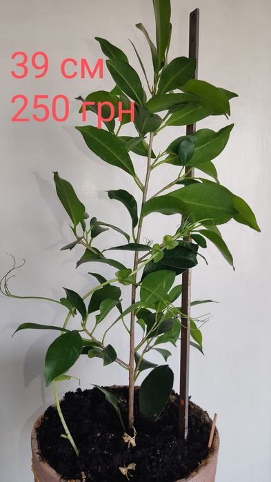 Фикус микрокарпа