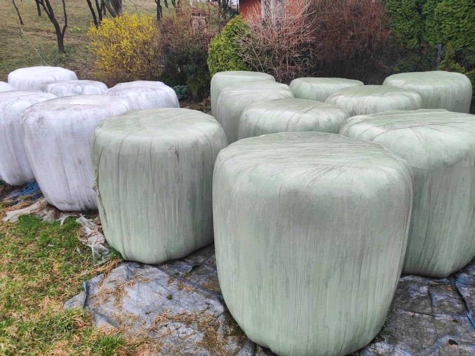 Bele sianokiszonki 2025