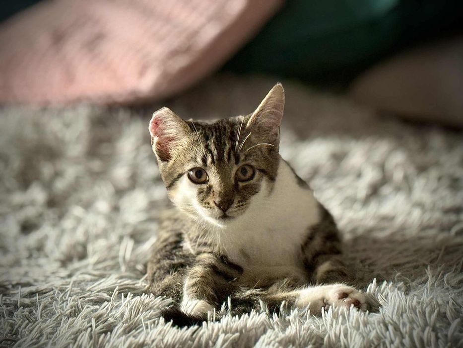 Mały Lufcik stracił łapkę i pół uszka… czy ktoś go pokocha?