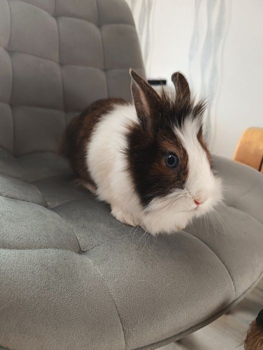 Sprzedam królika + klatka