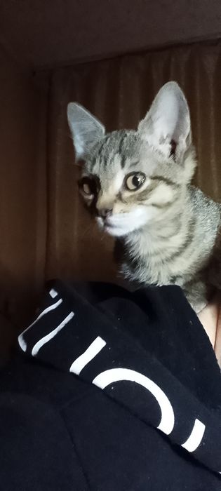 отдам ласковую кошечку в хорошие руки