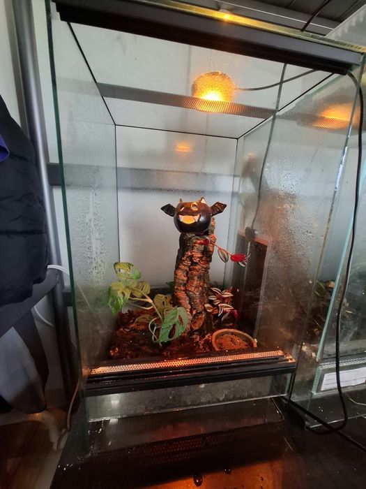Terarium np. gekon