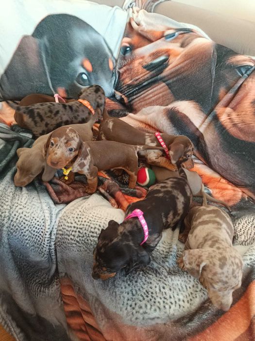 Jamnik krótkowłosy minatura merle