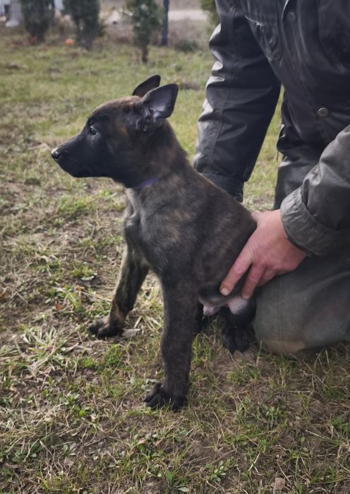 Продам цуценята Голландської вівчарки.  Я не Малінуа, я Хердер