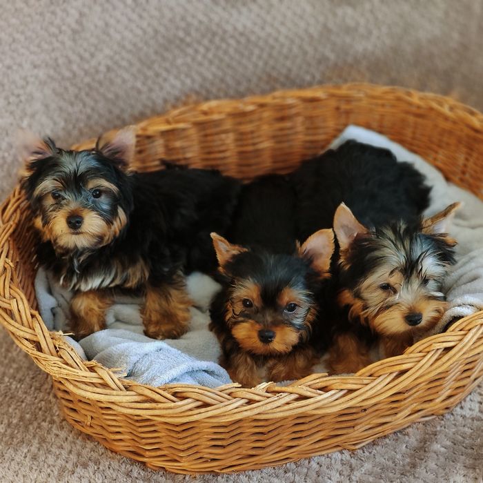 Yorkshire terrier piesek