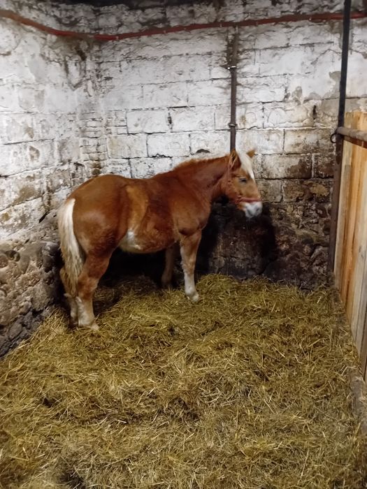 Źrebak Zimnokrwisty