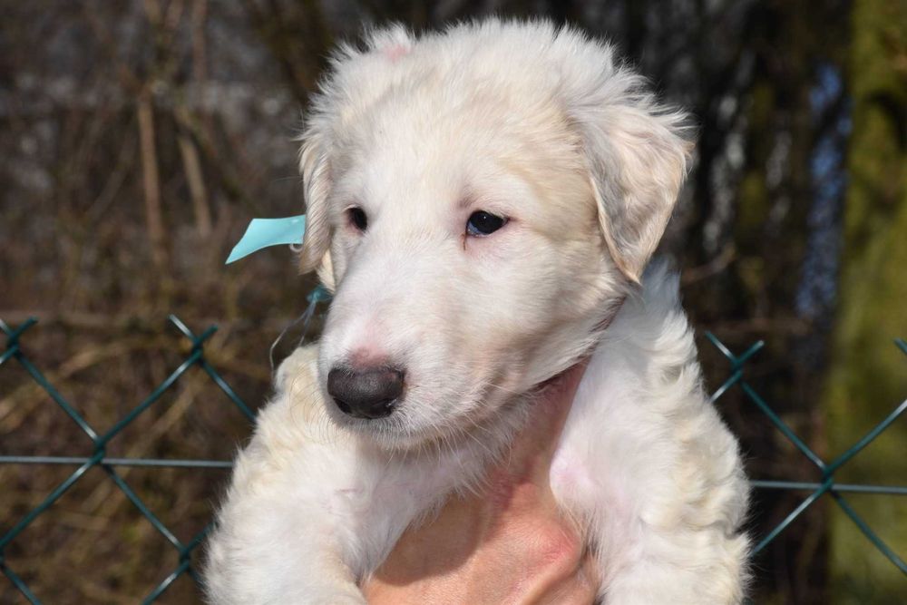 Chart rosyjski borzoj-piesek