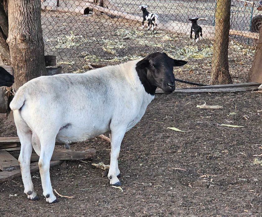 Чистокровний Дорпер, кроси. Барани, ярки, вівці. На росплід, на м'ясо.