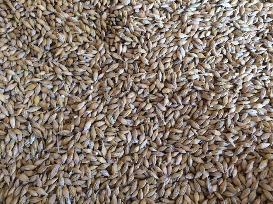 Jęczmień Jary odmiana Stanza, po kwalifikacie.