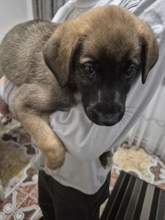 Відам собаку у добрі руки