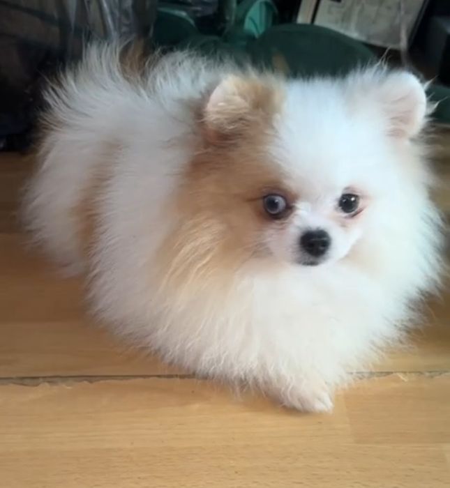 Малыш подросток микро шпиц