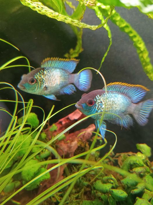 Pielęgnica Akara electric blue